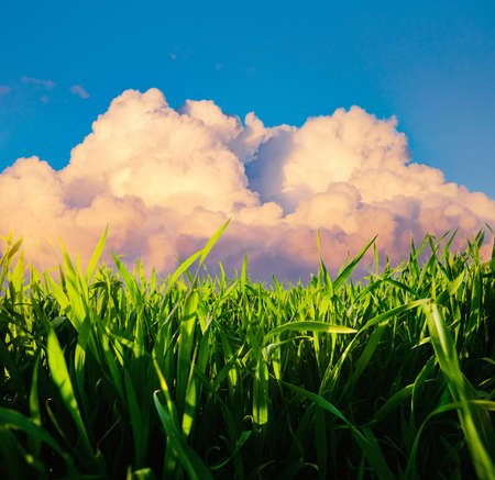Close up green grass and white fluffy clouds in bright sunny day.の写真素材