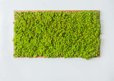 Amazing natural texture of reindeer moss. Decoration made of lichen Cladonia rangiferina. Green moss on the wall. Art background with copy space. Picture from organic material. Beauty of earth.の写真素材
