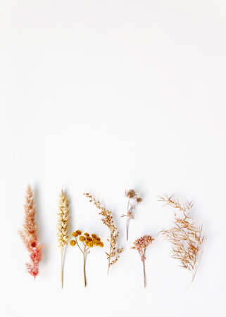 Set of dried plants collected in the meadow. Symmetrical composition, flat lay styling. Creative idea for autumn still life. Art photography concept. Isolated over white background, copy space.の写真素材