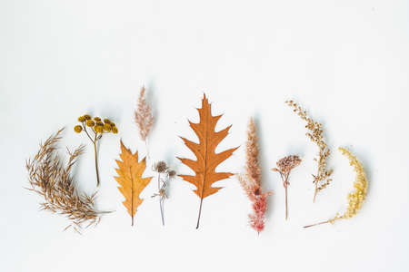 Set of dried plants collected in the meadow. Symmetrical composition, flat lay styling. Creative idea for autumn still life. Art photography concept. Isolated over white background, copy space.の写真素材