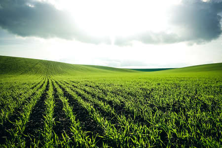 Rows of fresh green wheat in sunshine. Location place in Ukraine, Europe. Idyllic rural area. Scenic...