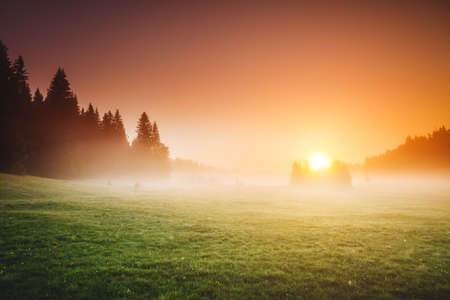Strange misty pasture in the sunlight. Locations place Durmitor National park, village Zabljak, Montenegro, Balkans, Europe. Scenic image of the morning alpine valley. Discover the beauty of earth.の写真素材