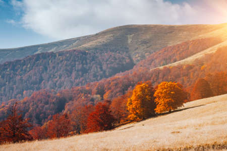 Breathtaking morning moment in alpine foggy valley. Location place of Carpathian mountains, Ukraine, Europe. Photo of nature. Perfect natural wallpaper background. Explore the beauty of earth.の写真素材