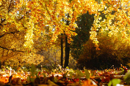 Picturesque view of trees in warm light. Location place Ukraine, Europe. Picture of idyllic autumn...