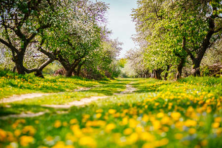 Flowering garden in spring time. Ground level view of a lush dandelion in an apple orchard in sunny weather. Fresh seasonal background. Selective focus, blurred foreground. Beauty of earth, Ukraine.の写真素材