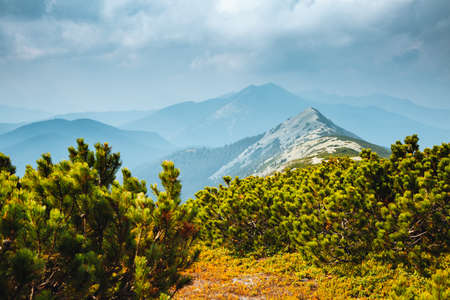 Majestic green mountains and coniferous forest. Location place of Carpathian mountains, Ukraine, Europe. Photo of nature concept. Perfect summertime wallpaper. Discover the beauty of world.の写真素材