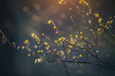 Spectacular photo of the first spring leaves, buds on tree branches. Macro background. Decorative...