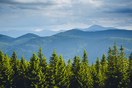 Majestic green mountains and coniferous forest. Location place of Carpathian mountains, Ukraine, Europe. Photo of nature concept. Perfect summertime wallpaper. Discover the beauty of world.の写真素材