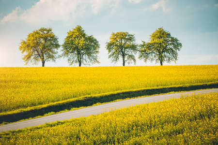 Row of trees along a field in spring in sunny day. Picturesque scene of agricultural area in the...