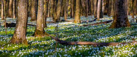 Fantastic forest with fresh flowers in the sunlight. Early spring time is the moment for wood...