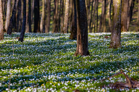 Fantastic forest with fresh flowers in the sunlight. Early spring time is the moment for wood...