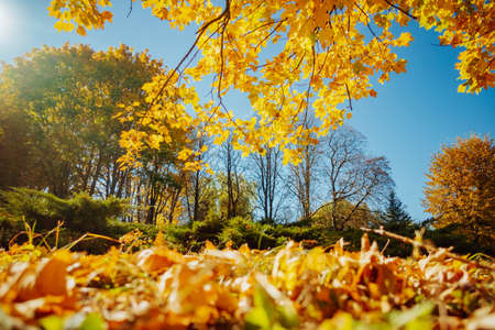 The bottom view of trees in warm light.の写真素材