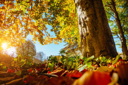The bottom view of trees in warm light.の写真素材