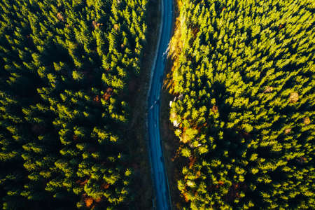 Aerial view of curved road through green fir forest. Location of Carpathians mountain, Ukraine, Europe. Image of wonderful scenery, nature wallpapers. Drone photography. Discover the beauty of earth.の写真素材