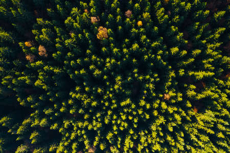 Aerial top view of summer green trees in wood. Location place of Carpathians mountain, Ukraine, Europe. Image of wonderful scenery, nature wallpapers. Drone photography. Discover the beauty of earth.の写真素材