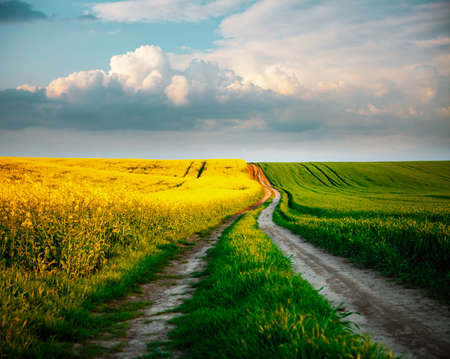 Majestic yellow rapeseed field and cultivated land on a sunny day. Location place of Ukraine agricultural region, Europe. Ecology concept. Agrarian industry. Vibrant photo wallpaper. Beauty of earth.の写真素材