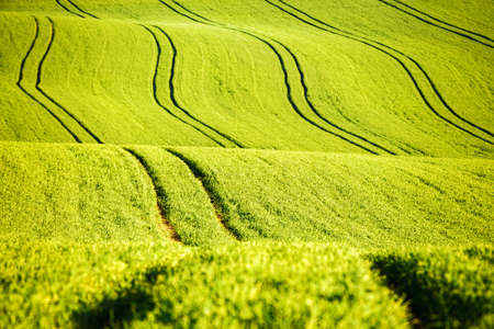 Picturesque wavy fields in agricultural area on a sunny day. Location place South Moravia region, Czech Republic, Europe. Artistic wallpaper. Abstract natural pattern. Discover the beauty of earth.の写真素材