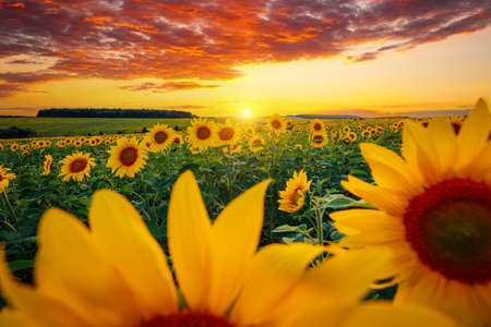Awesome scene of exotic yellow sunflowers in the evening. Location place Ukraine, Europe. Photo of ecology concept. Agrarian industry. Incredible wallpaper. Image of cultivation land. Beauty of earth.の写真素材