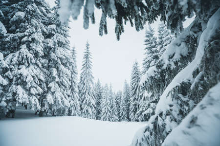 Picturesque view of snow-capped spruces on a frosty day. Location place of Carpathian mountains, Ukraine, Europe. Photo wallpapers. Christmas concept. Happy New Year! Discover the beauty of earth.の写真素材