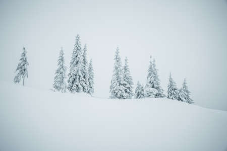 Picturesque view of snow-capped spruces on a frosty day. Location place of Carpathian mountains, Ukraine, Europe. Photo wallpapers. Fabulous nature image. Happy New Year! Discover the beauty of earth.の写真素材