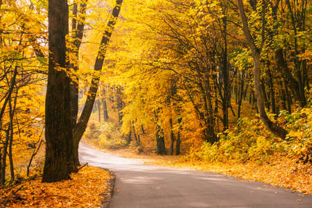 Picturesque view of the autumn road through the forest with sunlight. Location place of Carpathians mountain, Ukraine, Europe. Fresh vibrant colors. Natural wallpapers. Discover the beauty of earth.の写真素材