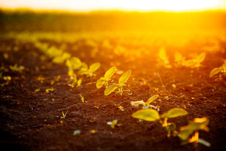 Young sunflower sprout growing out from soil in the evening light. Rural scene in springtime. Photo of ecology concept. Agrarian industry. Agricultural area of Ukraine, Europe. Beauty of earth.の写真素材