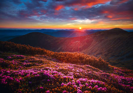 Splendid pink flowers rhododendrons at sunset. Location Carpathian mountains, Ukraine, Europe. Art photo of nature. Scenic image of the exotic place. Natural wallpaper. Discover the beauty of earth.の写真素材