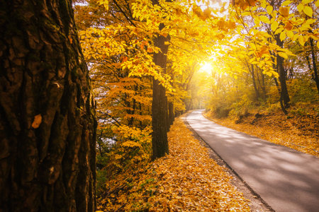 Picturesque view of the autumn road through the forest with sunlight. Location place of Carpathians mountain, Ukraine, Europe. Fresh vibrant colors. Natural wallpapers. Discover the beauty of earth.の写真素材