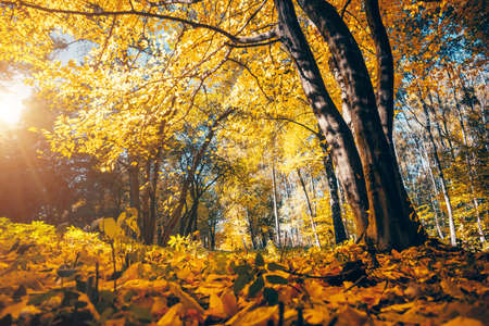 The bottom view of magic trees in warm light. Location place Ukraine, Europe. Scenic image of idyllic autumn weather. Breathtaking wallpaper. Majestic and gorgeous day. Discover the beauty of earth.の写真素材