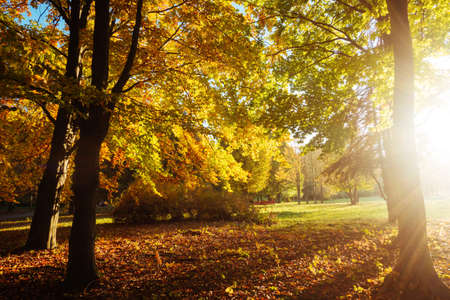 The bottom view of magic trees in warm light. Location place Ukraine, Europe. Scenic image of idyllic autumn weather. Breathtaking wallpaper. Majestic and gorgeous day. Discover the beauty of earth.の写真素材