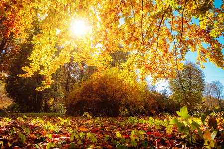 The bottom view of magic trees in warm light. Location place Ukraine, Europe. Scenic image of idyllic autumn weather. Breathtaking wallpaper. Majestic and gorgeous day. Discover the beauty of earth.の写真素材