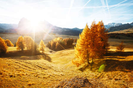 Yellow larches in the sunlight. Location Dolomiti, Compaccio village, Seiser Alm (Alpe di Siusi), Province of Bolzano - South Tyrol, Italy, Europe. Scenic image of idyllic autumn day. Beauty of earth.の写真素材