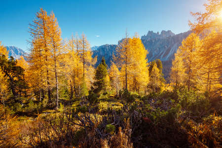 Magical yellow larches glowing in the sunshine. Location place Dolomite Alps, Cortina d'Ampezzo, Passo di Giau, Veneto, Italy, Europe. Scenic image of idyllic autumn day. Discover the beauty of earth.の写真素材