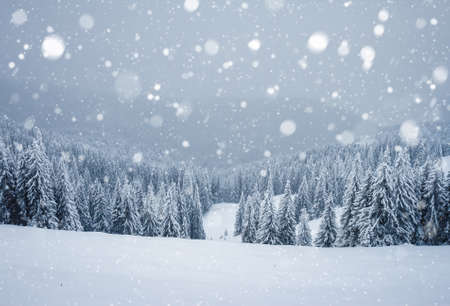Frozen white spruces on a gloomy day. Location Carpathian mountain, Ukraine, Europe. Alpine ski resort. Majestic wintry scene. Fabulous winter wallpaper. Happy New Year! Discover the beauty of world.の写真素材