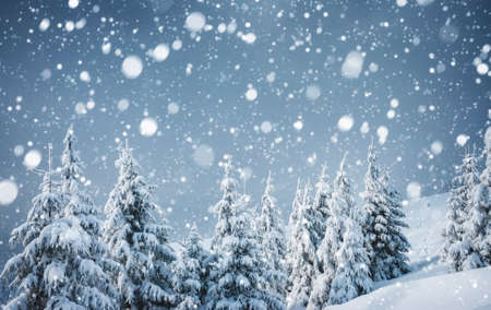 Frozen white spruces on a frosty day. Location Carpathian mountain, Ukraine, Europe. Alpine ski resort. Fabulous winter wallpaper. Winter greeting card. Happy New Year! Discover the beauty of world.の写真素材