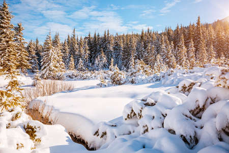 Fantastic winter landscape with spruces covered in snow. Frosty day, exotic wintry scene. Carpathian mountains, Ukraine, Europe. Winter nature wallpapers. Splendid christmas scene. Beauty world.の写真素材