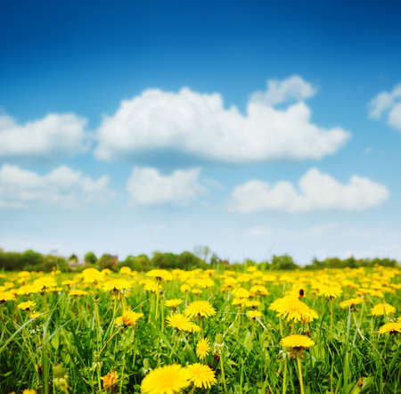 Fantastic field with dandelions and blue sky. Location place Ukraine, Europe. Sunny weather on a warm summer day. Fresh seasonal background. Concept of the ecology. Discover the beauty of earth.の写真素材