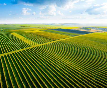 Scenic rows of blackcurrant bushes on a summer farm in sunny day. Aerial photography, top view drone shot. Agricultural area of Ukraine, Europe. Agrarian land in springtime. Beauty of earth.の写真素材