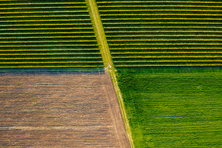 Green spring field with row blackcurrant bushes in sunny day. Aerial photography, top view drone...