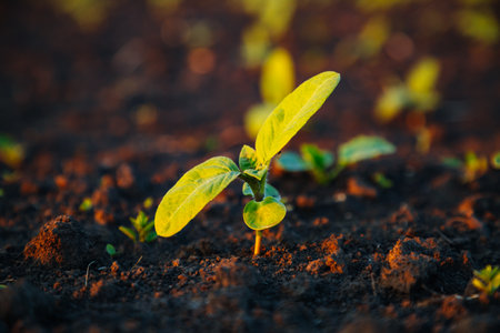 Young sunflower sprout growing out from soil in sunny day. Picturesque rural scene in springtime. Photo of ecology concept. Agrarian industry. Agricultural area of Ukraine, Europe. Beauty of earth.の写真素材