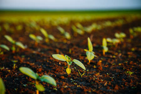 Young sunflower sprout growing out from soil in sunny day. Picturesque rural scene in springtime. Photo of ecology concept. Agrarian industry. Agricultural area of Ukraine, Europe. Beauty of earth.の写真素材