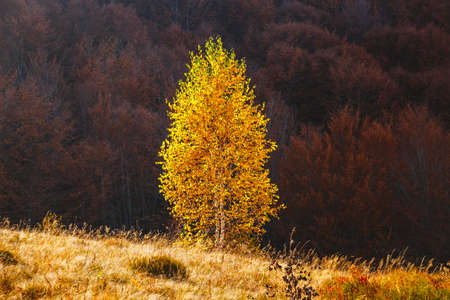 Incredible autumn landscape in sunny day. Location place of Carpathian mountains, Ukraine, Europe....