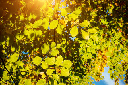 Green leaves on the branches on a sunny day. Location place Ukraine, Europe. Vibrant photo...