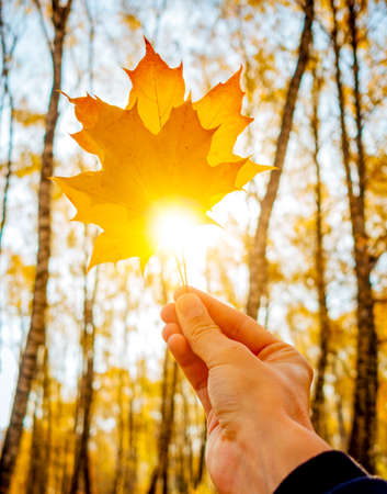 Yellow maple leaf in a man hand against a background of autumn forest. Autumn mood concept. Vibrant photo wallpaper. Picturesque nature photography. Soft light effect. Discover the beauty of earth.の写真素材