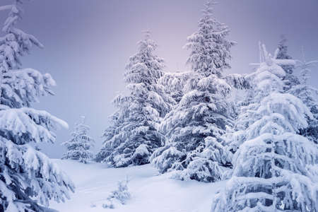 Misty winter landscape with snowy spruces on a frosty day. Location place Carpathian mountains,...