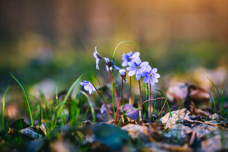 Ground level view of lovely flowers in the woods. Concept of the ecology. Selective focus, blurred...