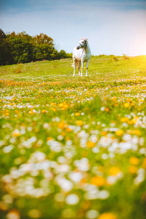 Charming view of floral pasture with Arabian horse in the sunlight. Location Carpathian mountain, Ukraine, Europe. Scenic image of farmland. Great picture of wild area. Discover the beauty of earth.の写真素材