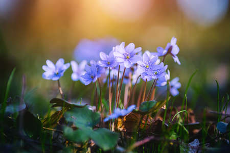 Ground level view of lovely flowers in woods. fresh seasonal background. Concept of the ecology. Selective focus, blurred foreground. Flowering garden in spring time. Discover the beauty of earth.の写真素材