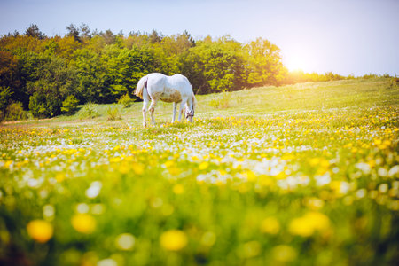Fantastic view of floral pasture with Arabian horse on a sunny day. Location Carpathian mountain, Ukraine, Europe. Scenic image of farmland. Great picture of wild area. Discover the beauty of earth.の写真素材