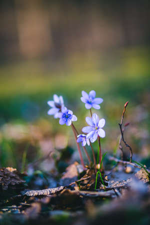 Ground level view of lovely flowers in woods. fresh seasonal background. Concept of the ecology. Selective focus, blurred foreground. Flowering garden in spring time. Discover the beauty of earth.の写真素材